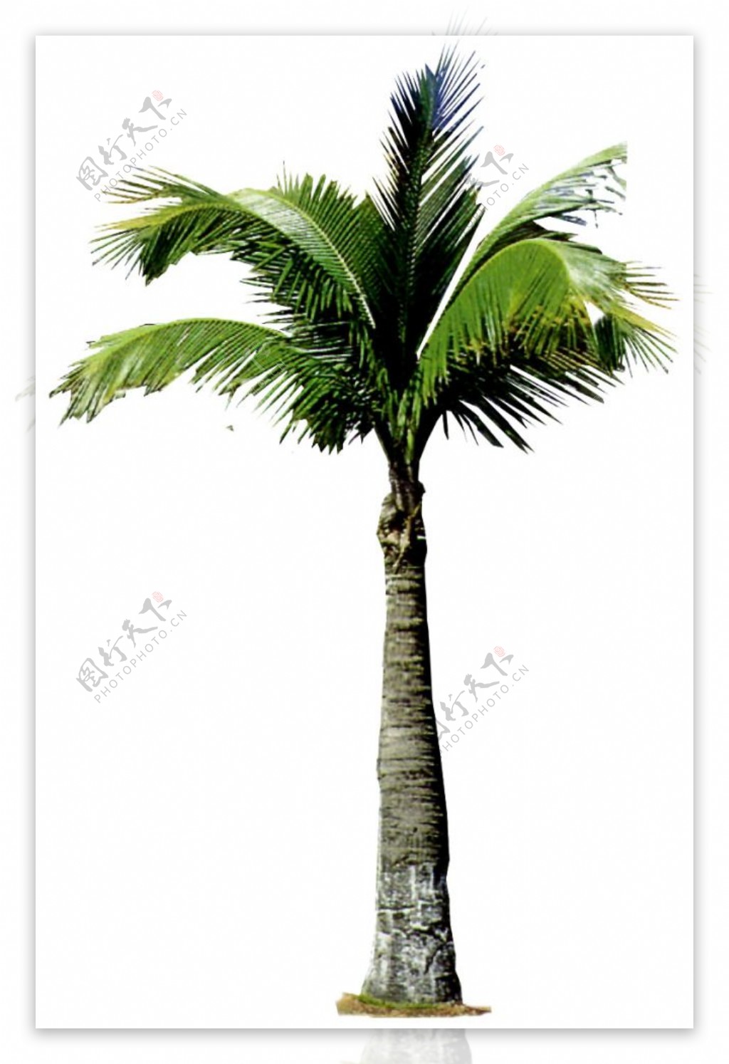 3D室外效果图环境素材矮椰子树