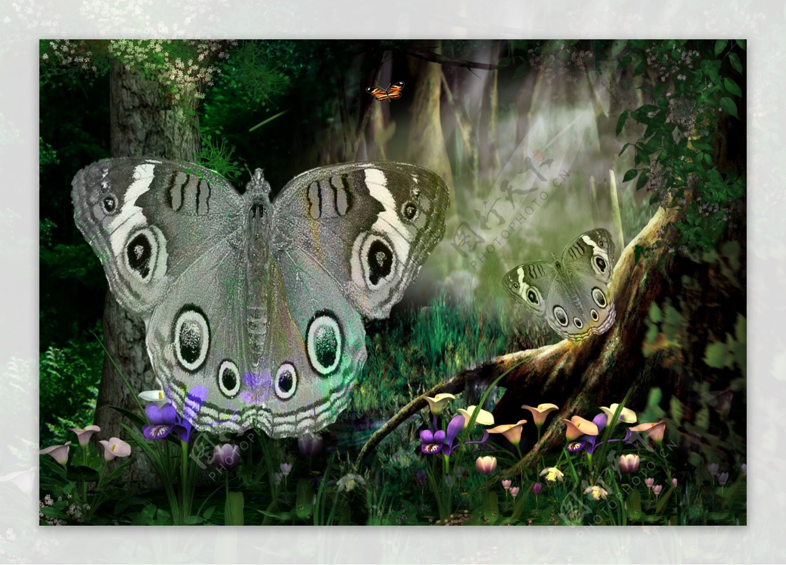 森林蝴蝶婚纱写真模板
