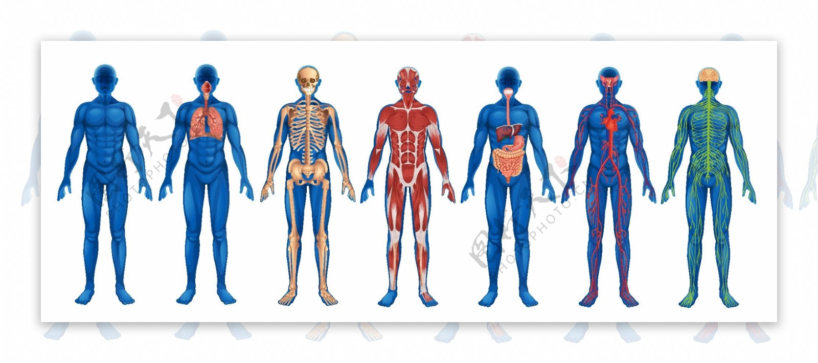 人体器官结构图素材