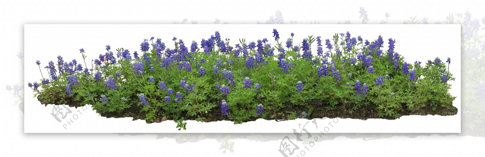 紫花绿草园艺设计效果图后期素材