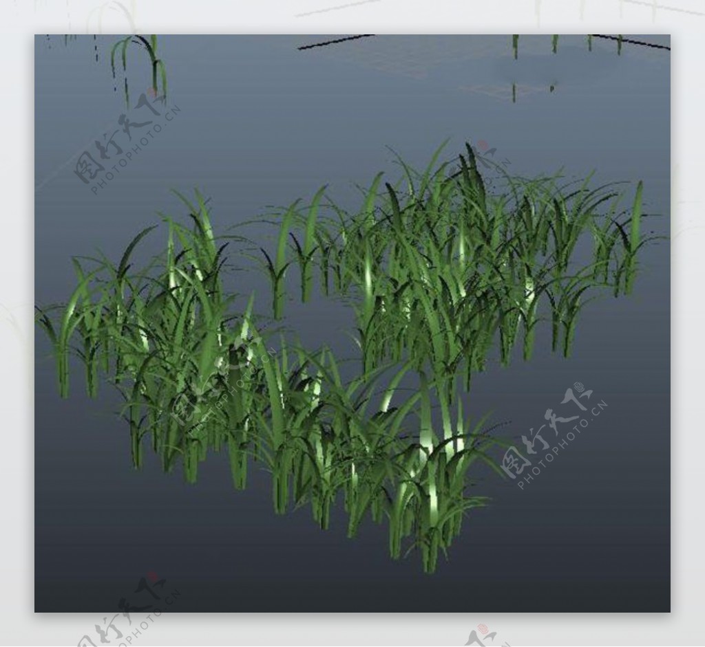 水草模型