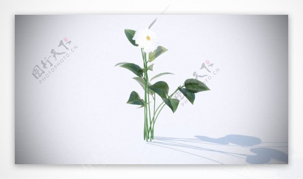 白色花朵模型