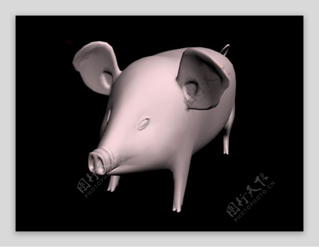 猪模型