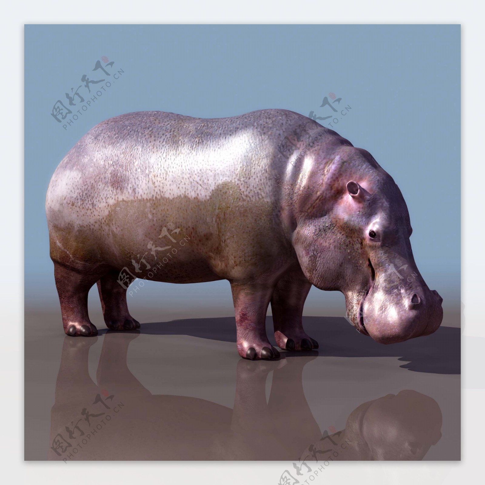 hippopotamus河马高模