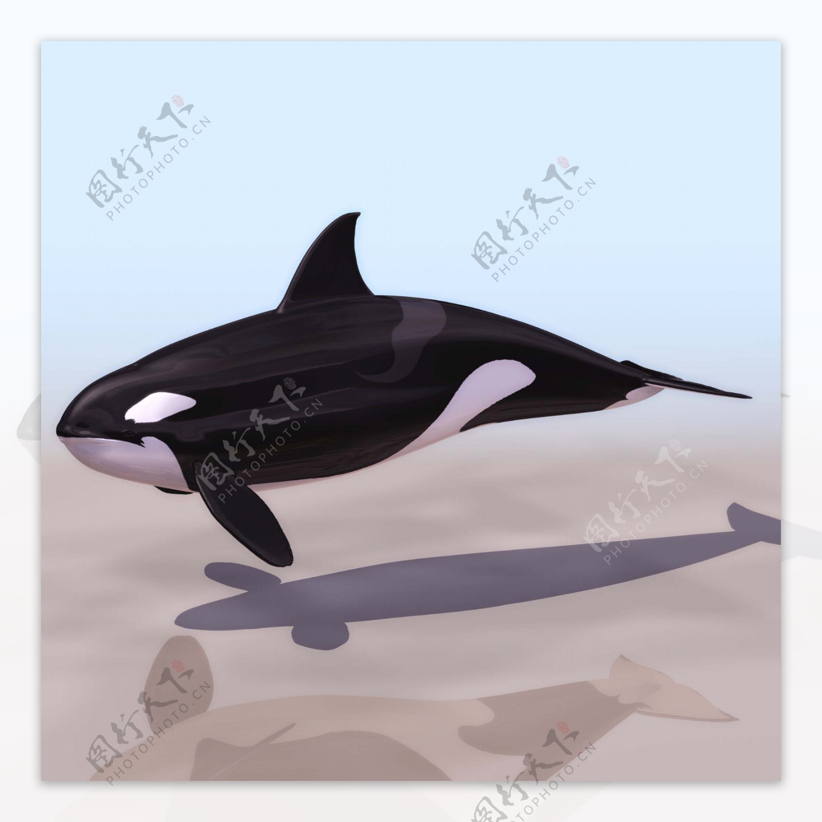 KWHF鲸鱼模型01
