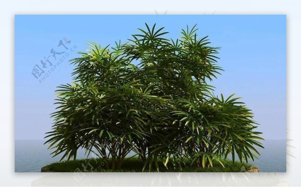 高精细棕竹ladypalm01