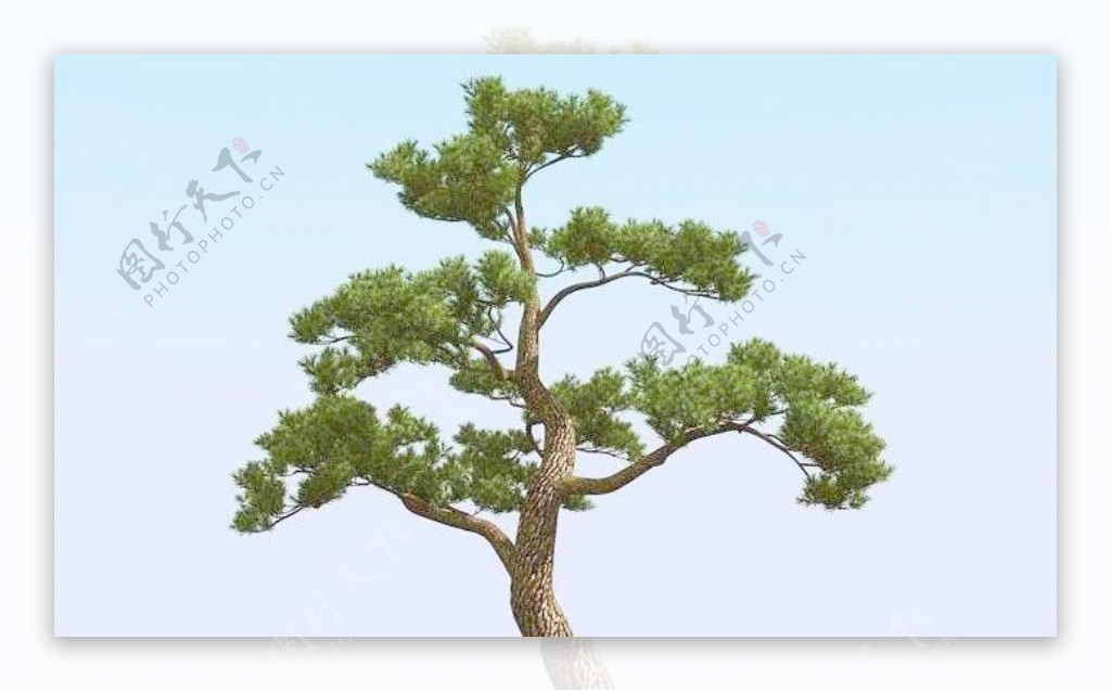 高精细松树日本松树模型japanpine03