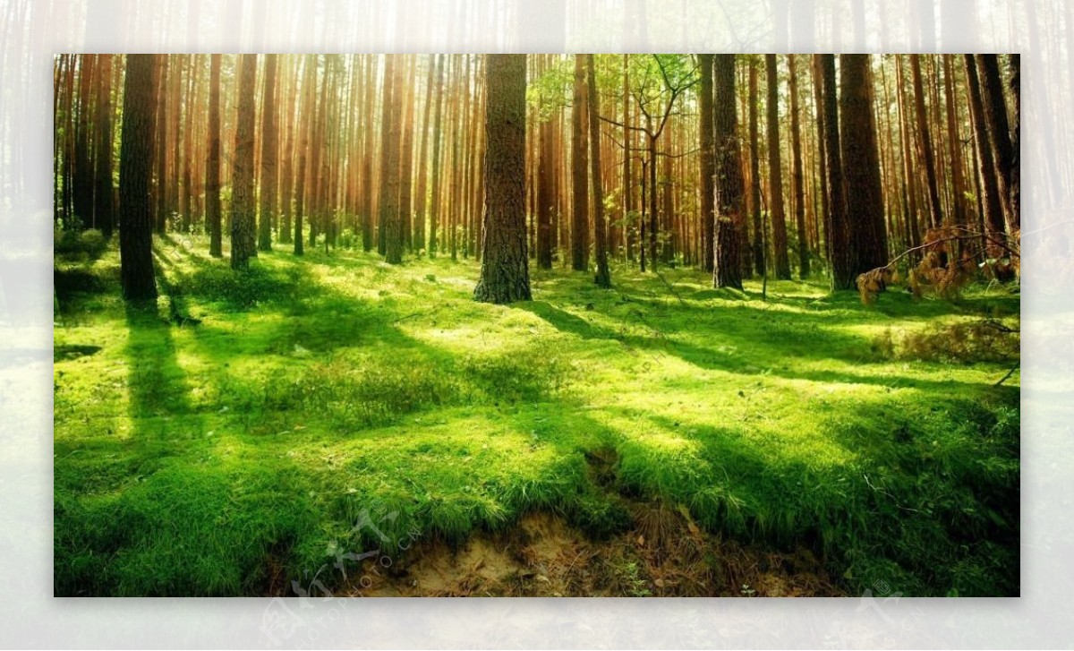 阳光森林唯美意境图片素材下载