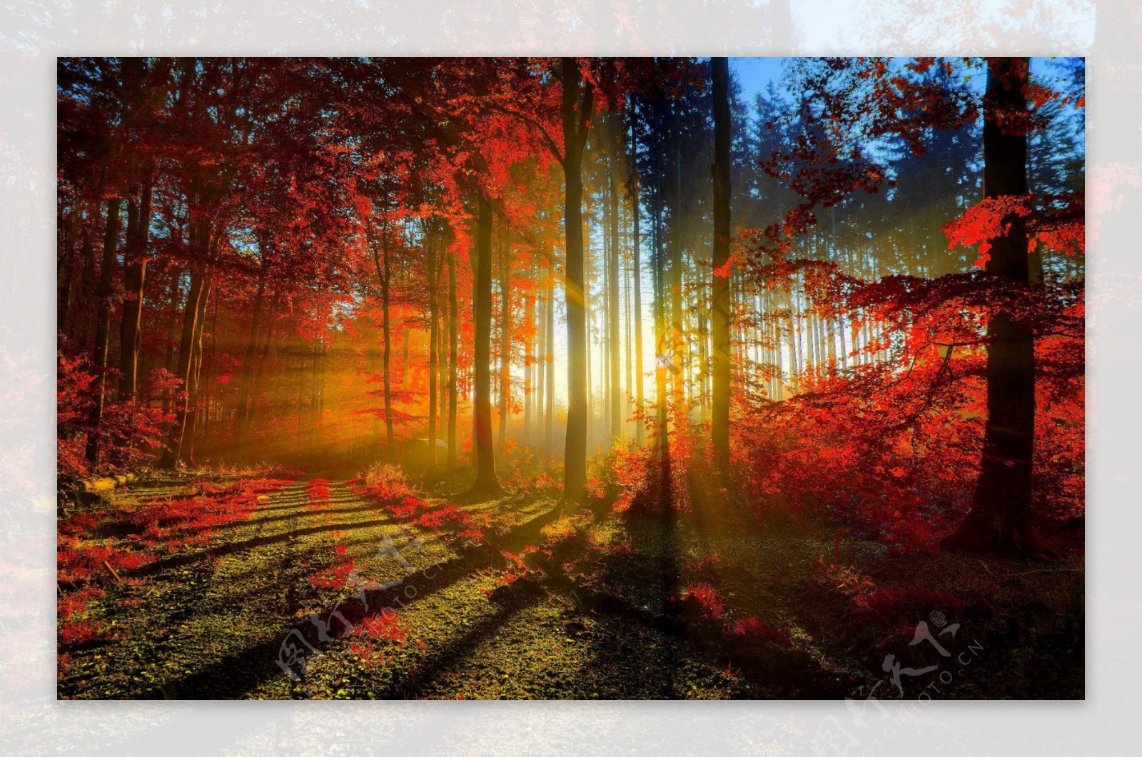 秋季唯美枫叶林意境图片素材下载