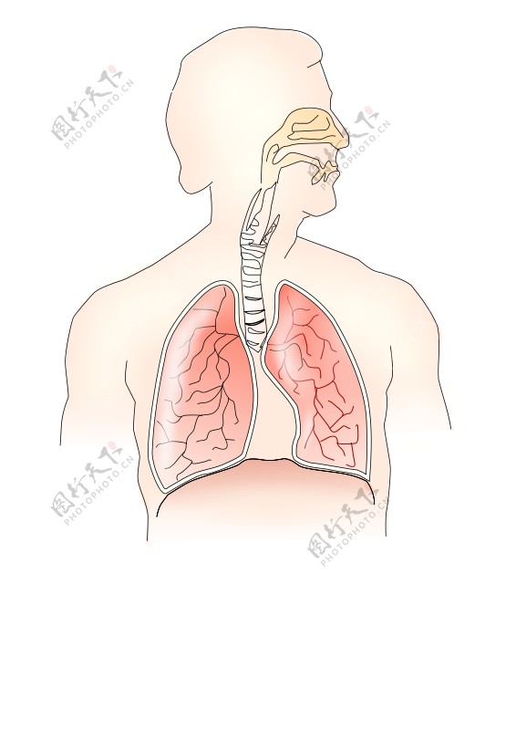 呼吸系统2