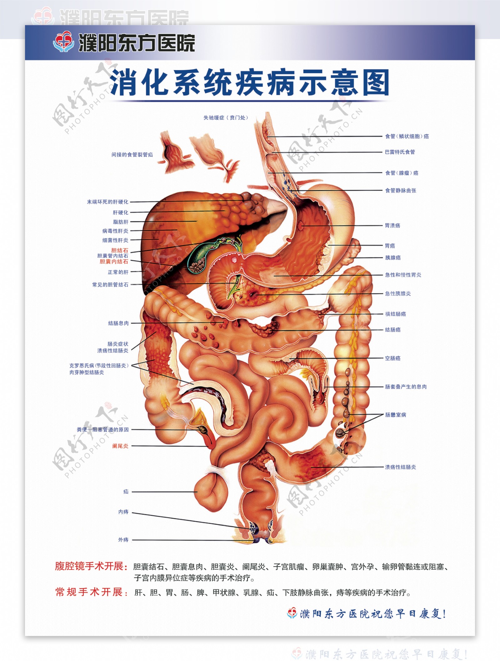 解剖图消化系统示意图