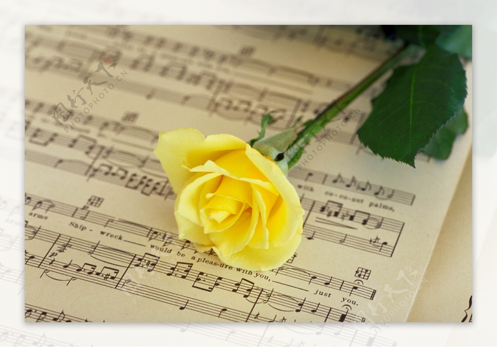 琴谱上的黄色玫瑰花