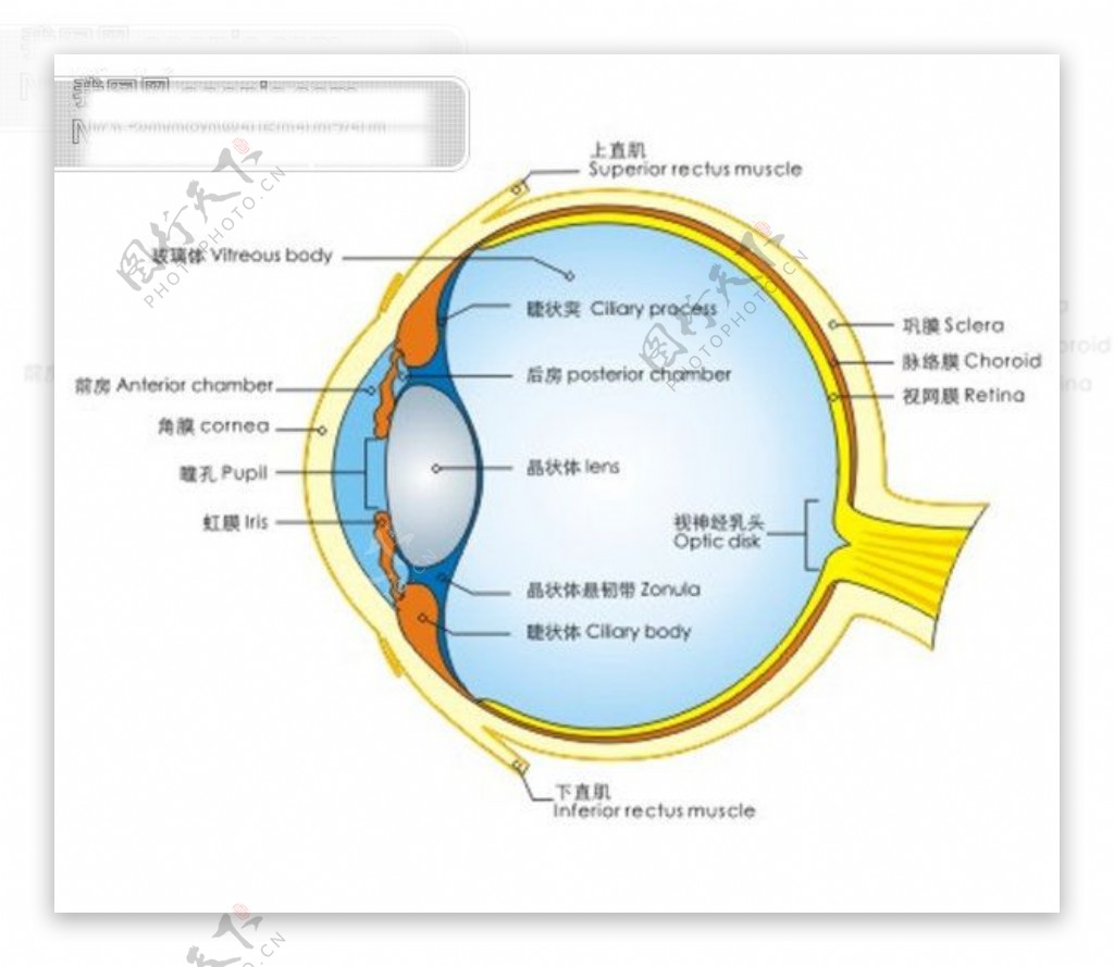 眼球结构图矢量素材