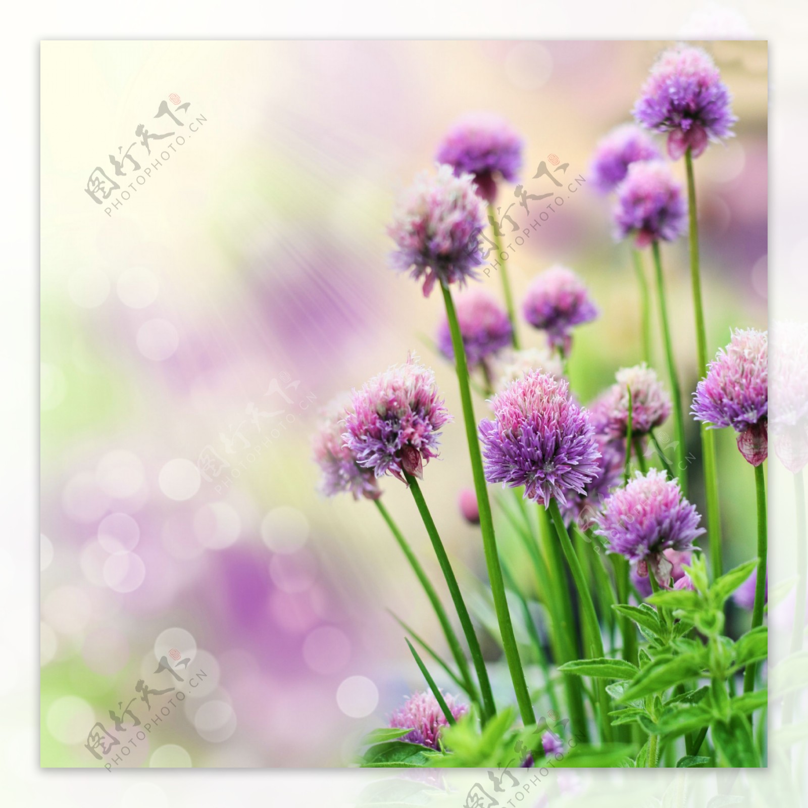 紫色野花可作为融图背景使用高清版