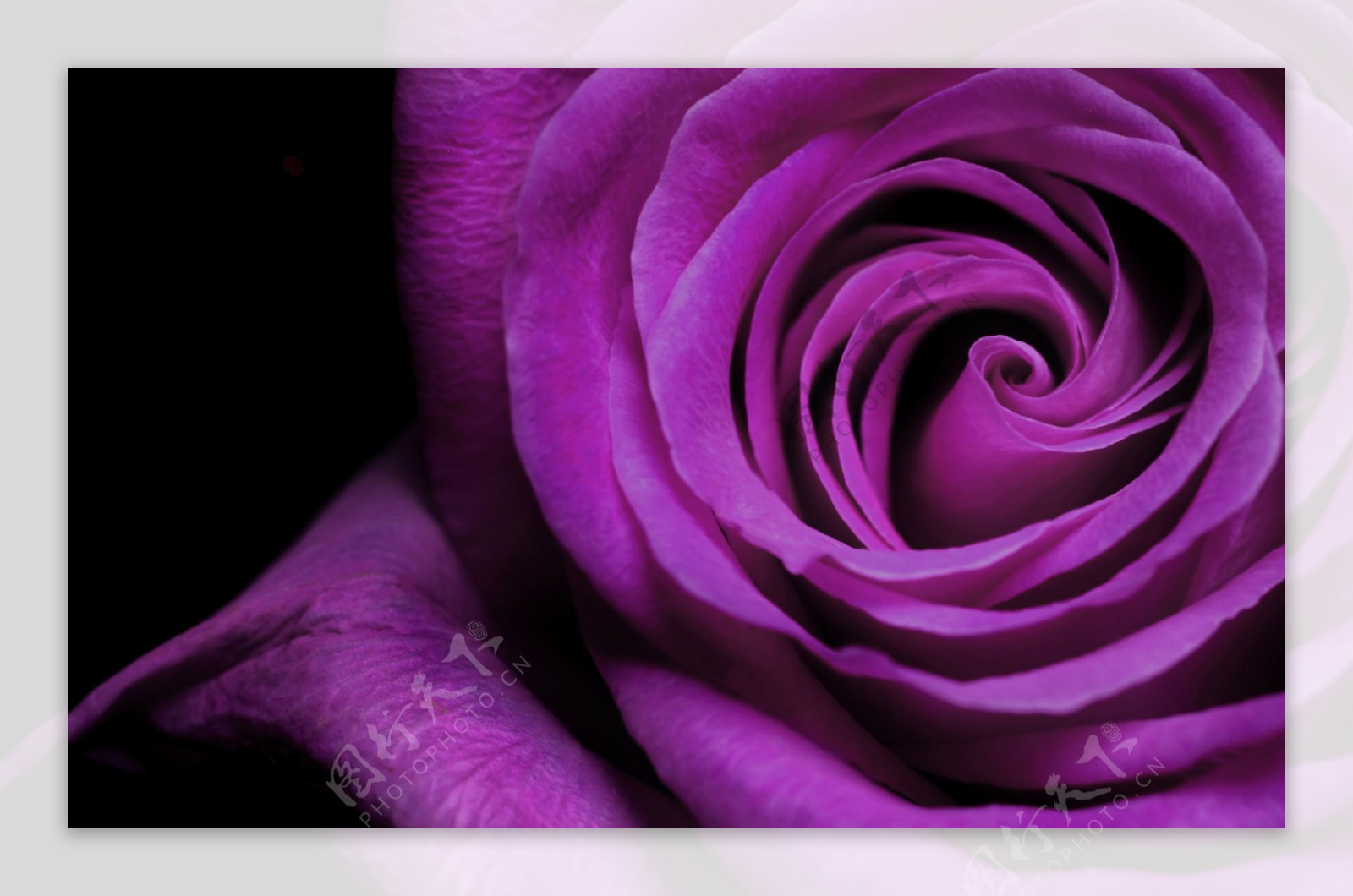 紫红色玫瑰背景