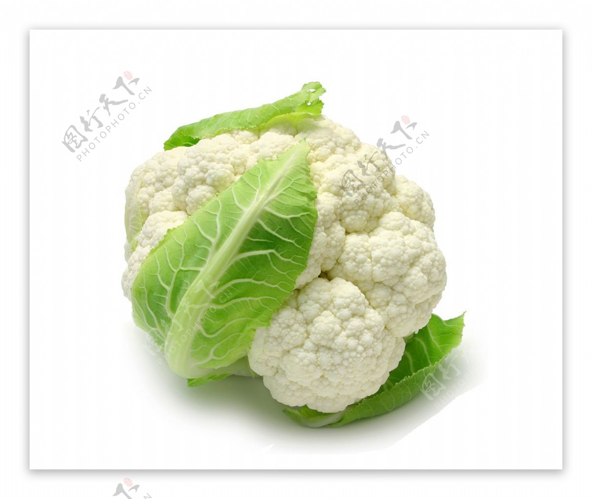 白色花菜