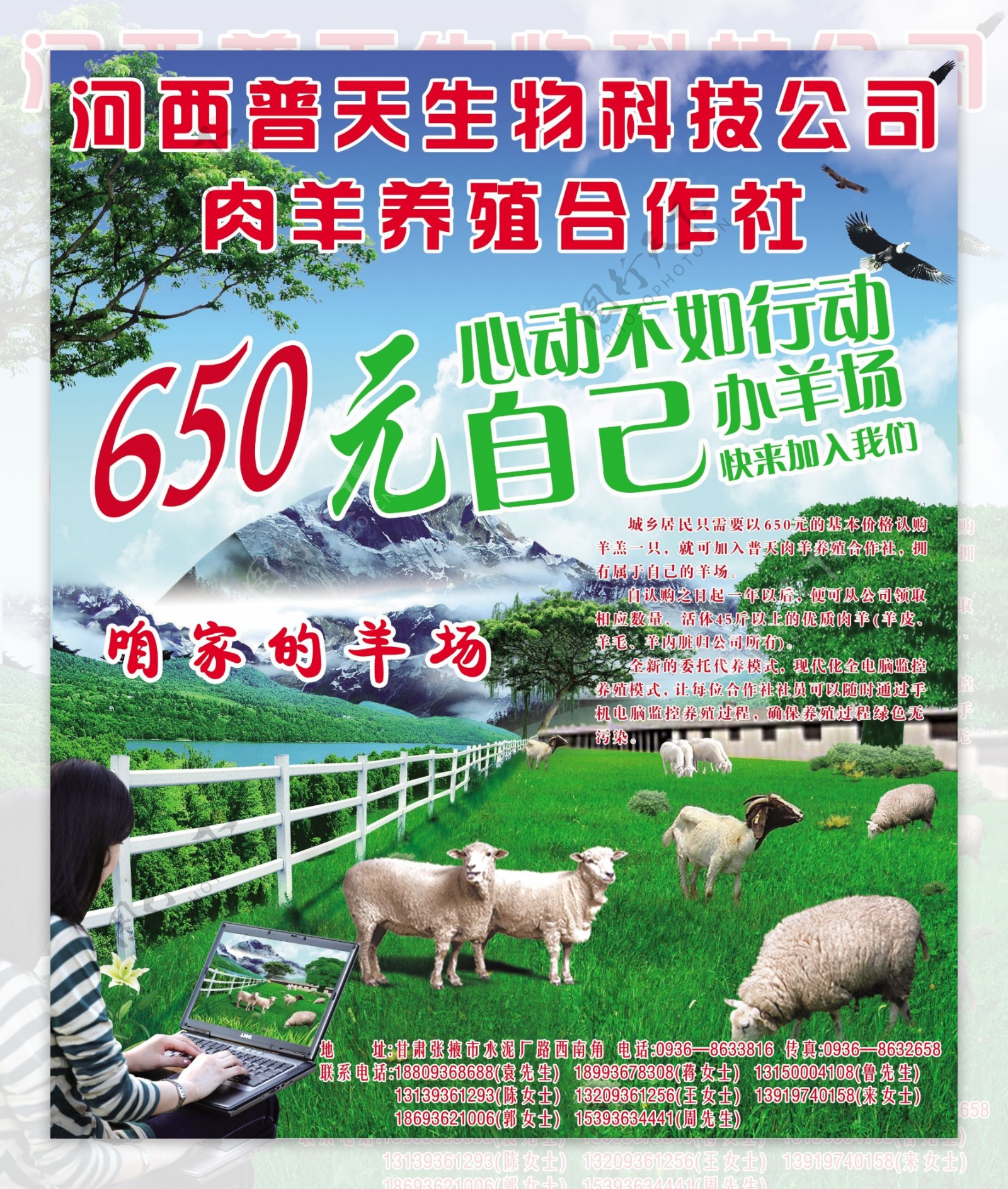 河西普天生物科技公司肉羊养殖合作社