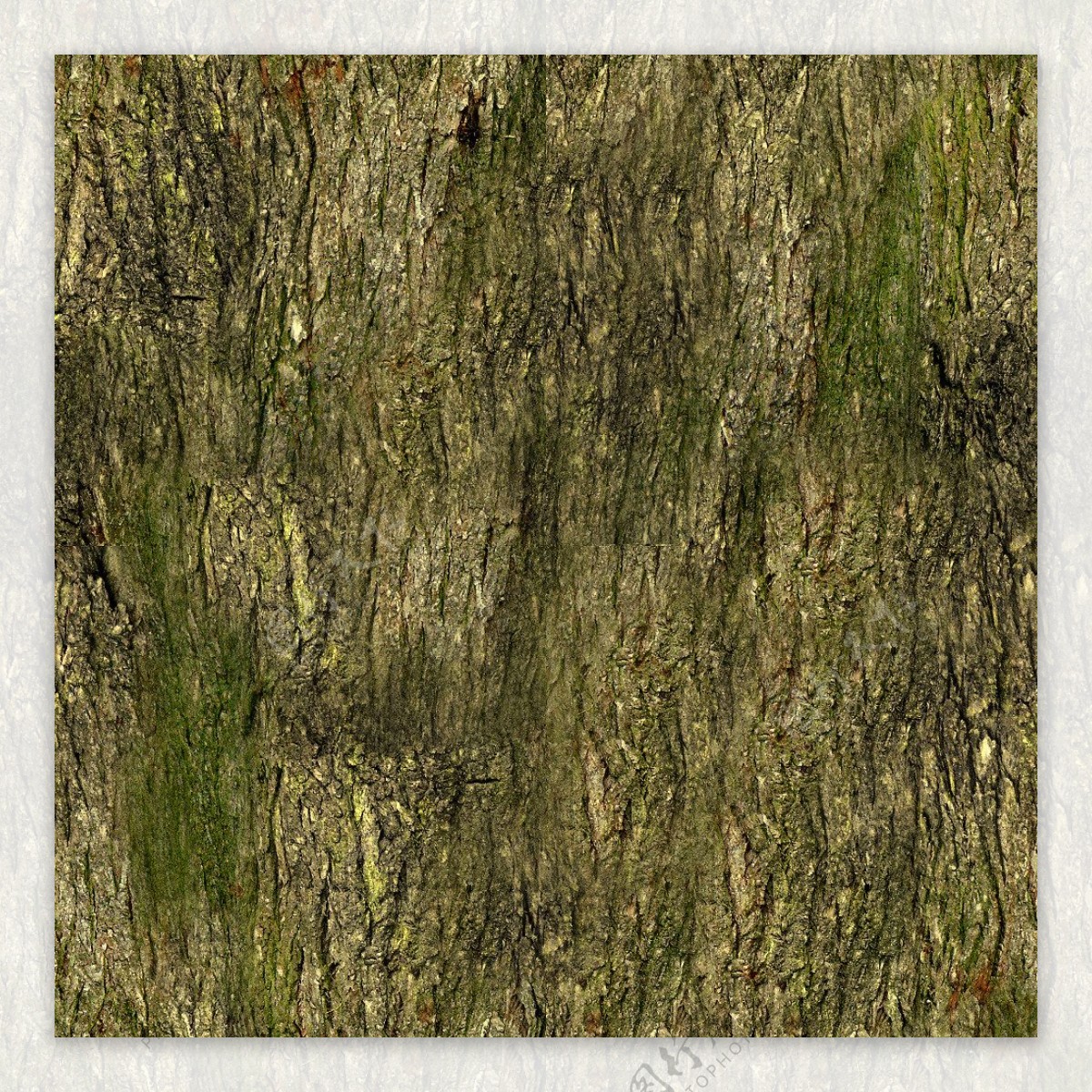 树枯树图片