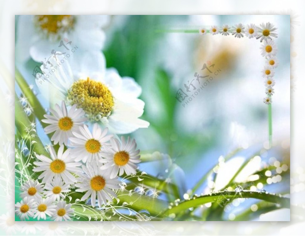 白菊花绽放的季节