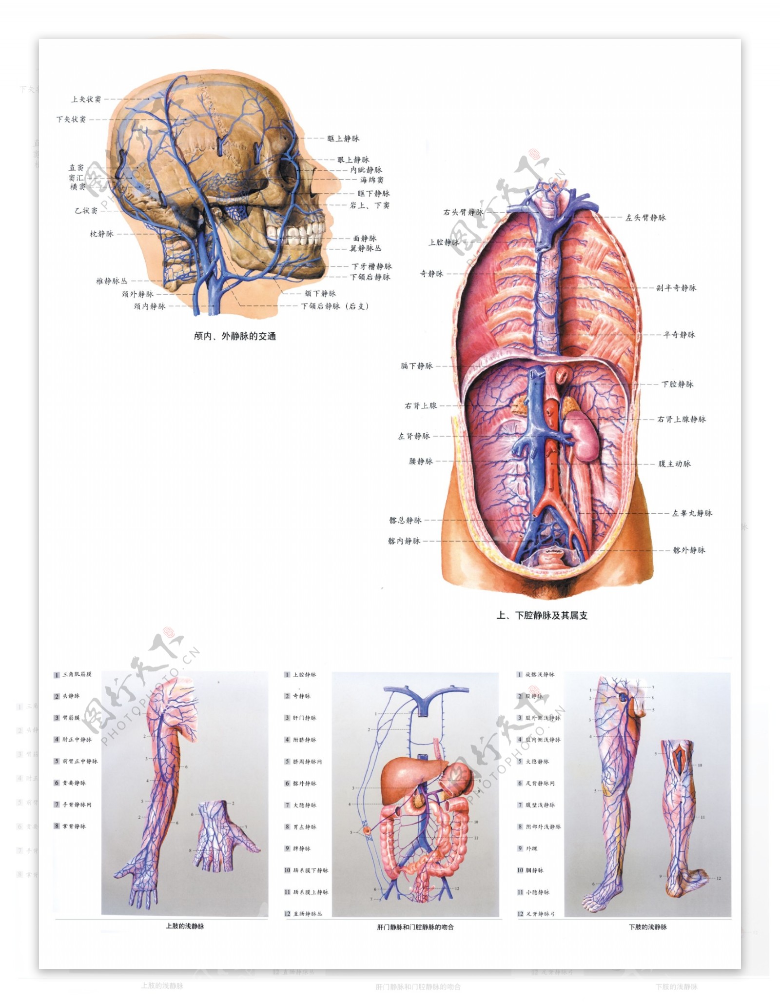 医用人体解剖图|平面|宣传品|撬天堂之门 - 原创作品 - 站酷 (ZCOOL)