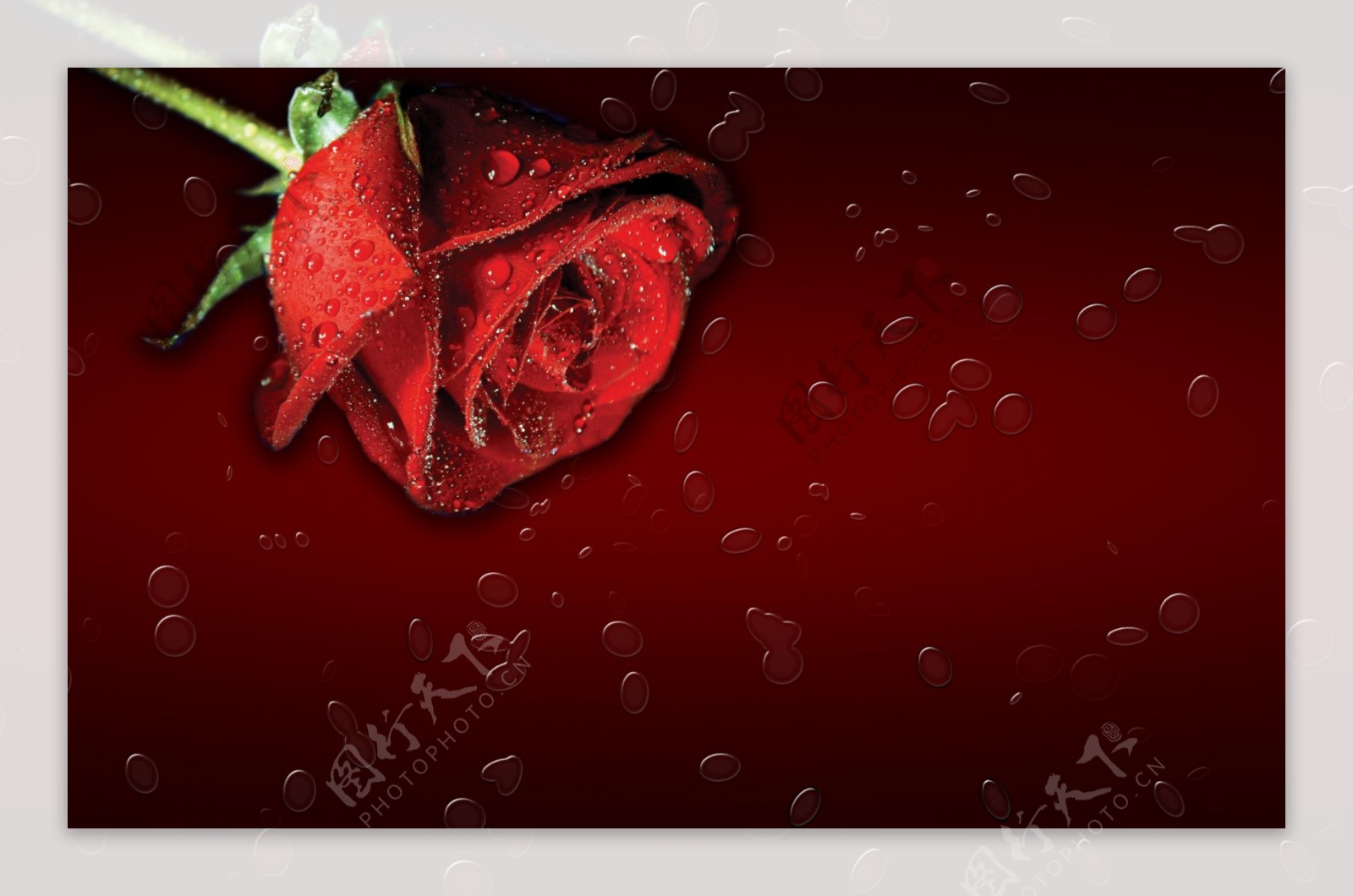底色玫瑰红水珠图片