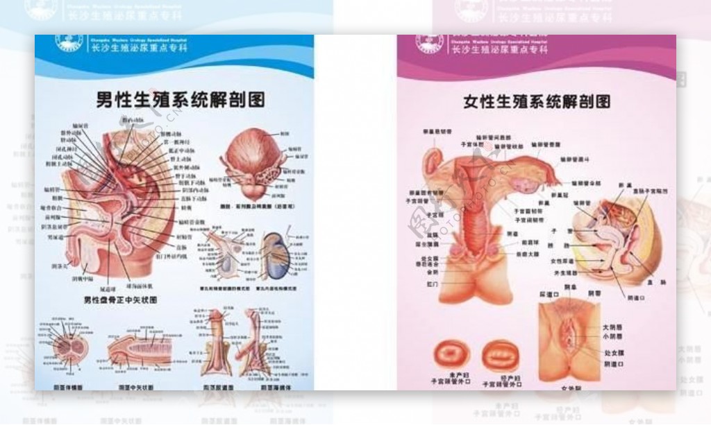 两性生殖系统医疗展板