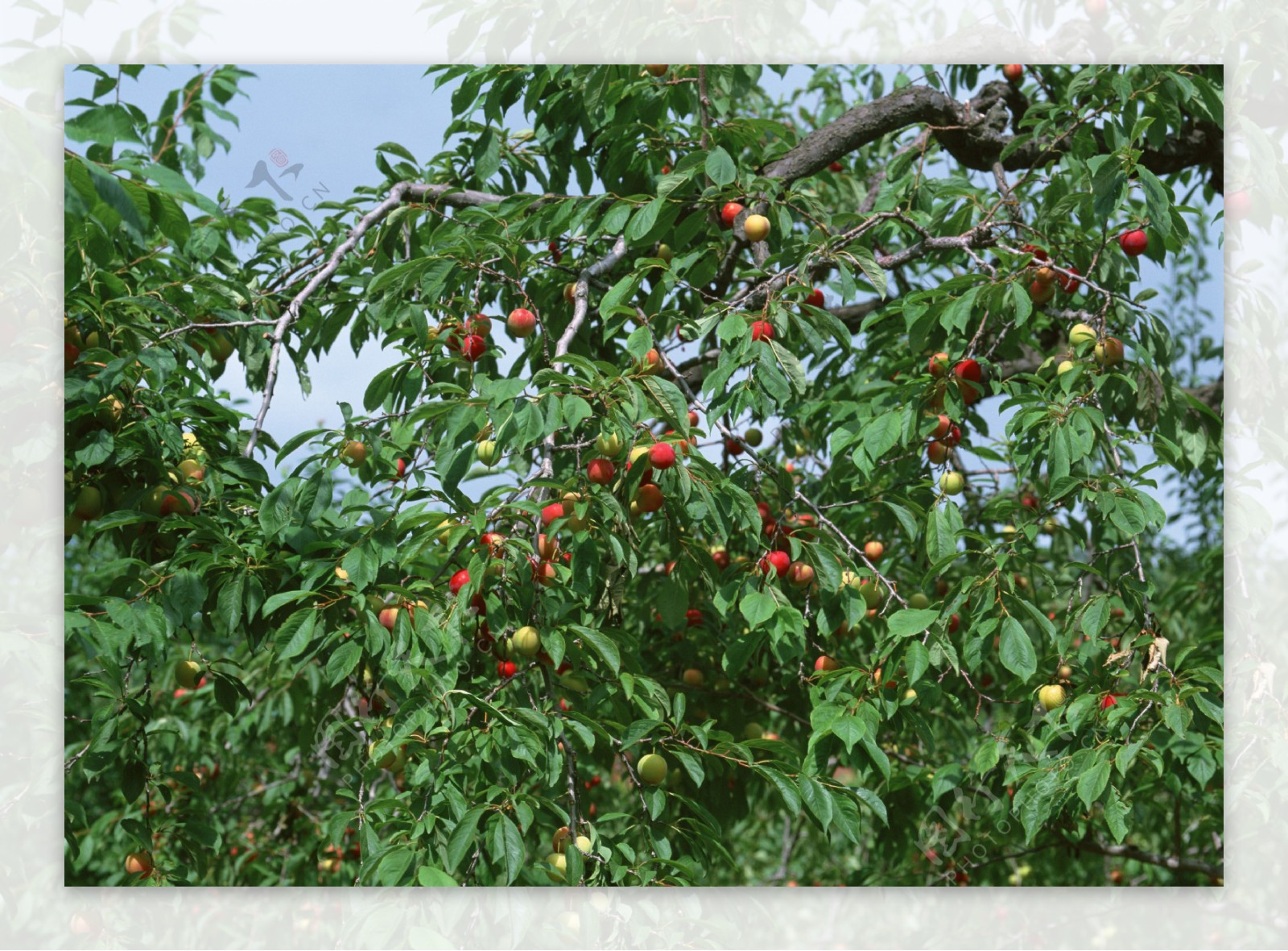 苹果园采摘园红苹果青苹果硕果累累的苹果