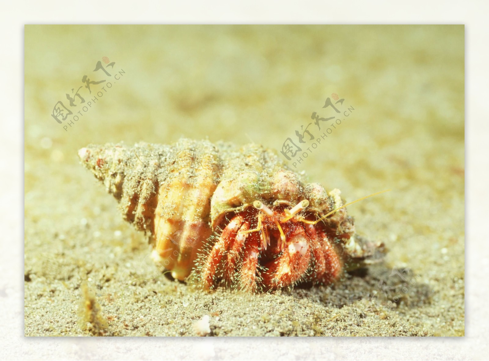 海南常见海螺品种,100种螺图片大全,海南螺类大全_大山谷图库