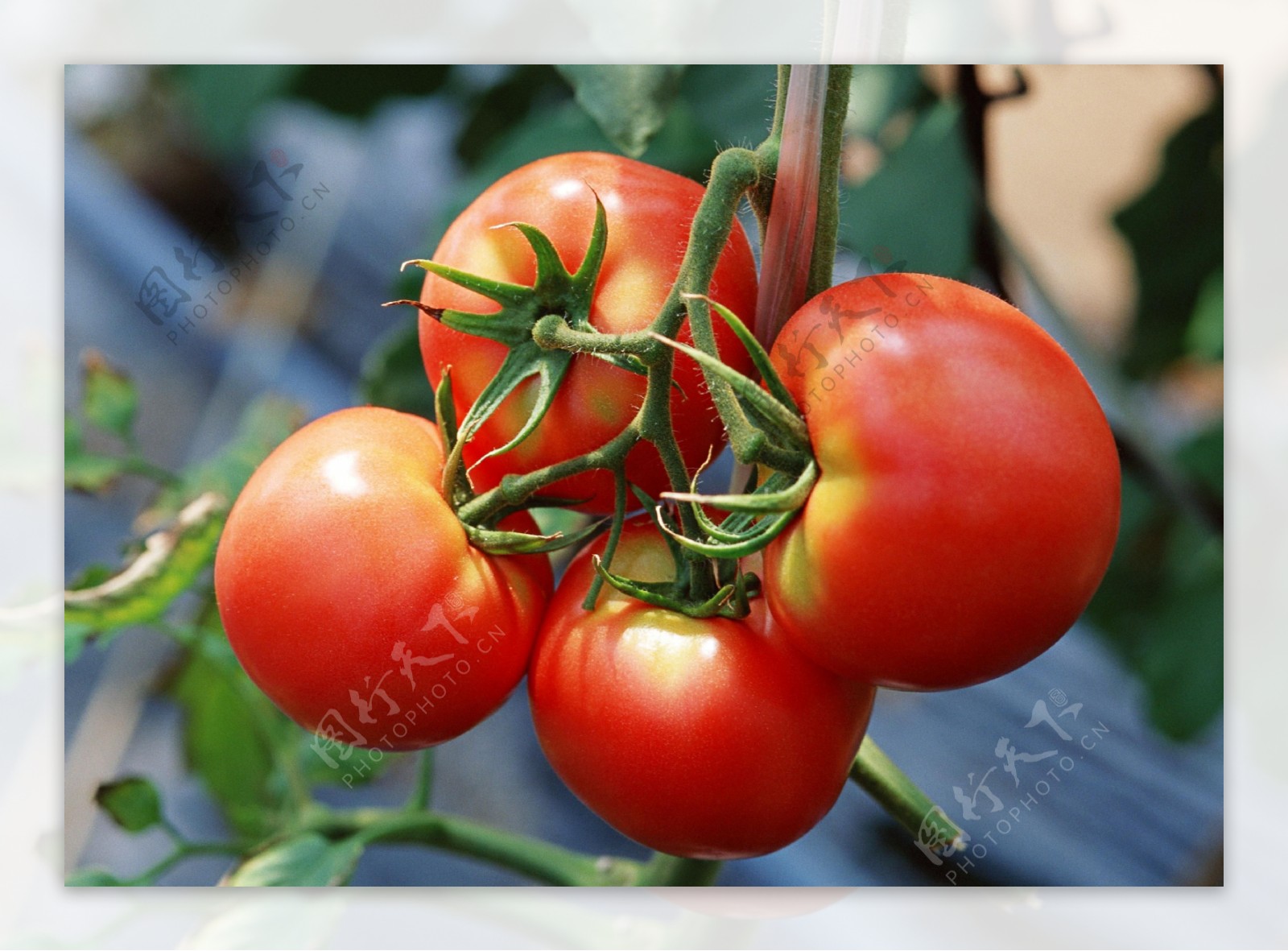 新鲜的红色西红柿番茄水果