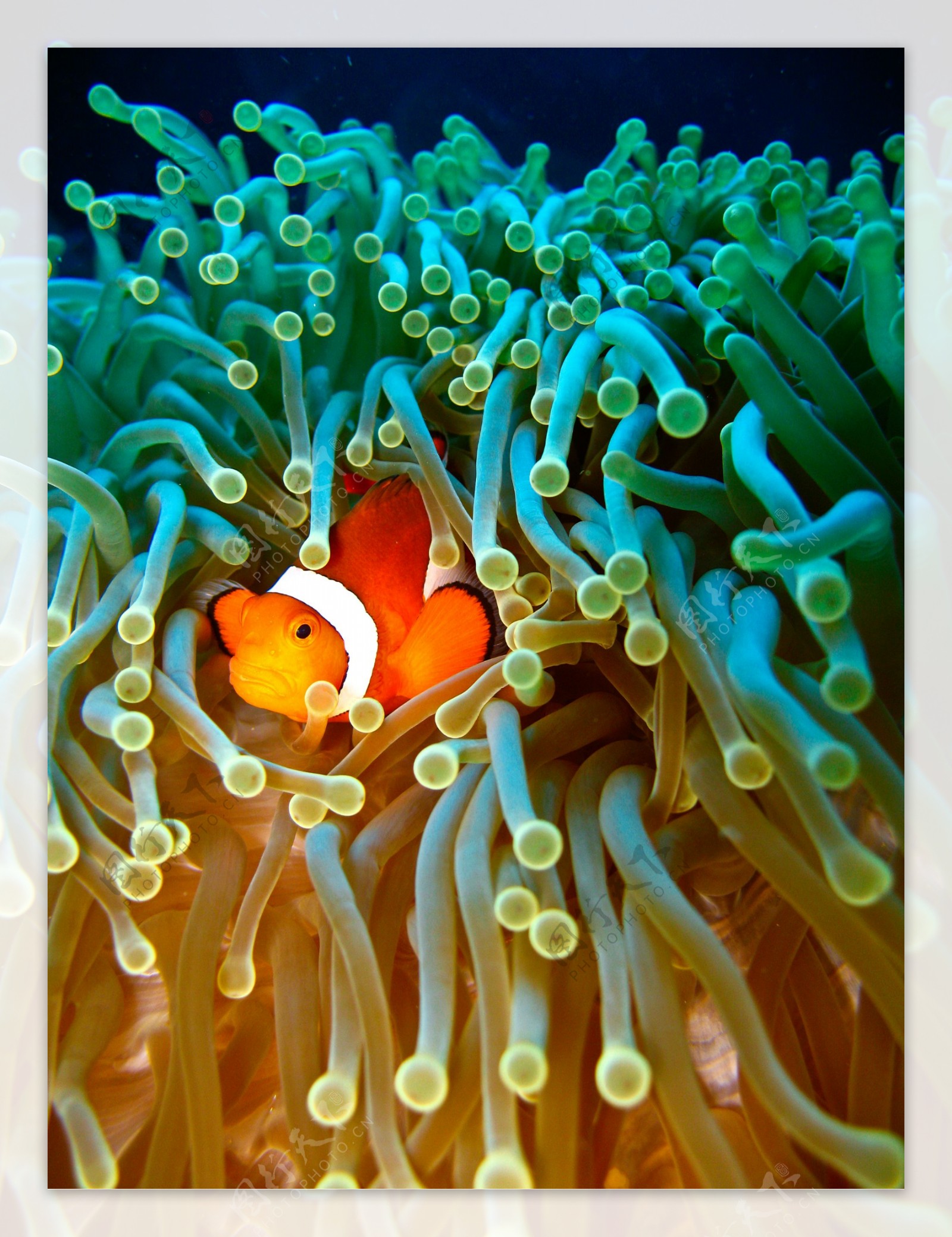 海底世界可爱小丑鱼图片