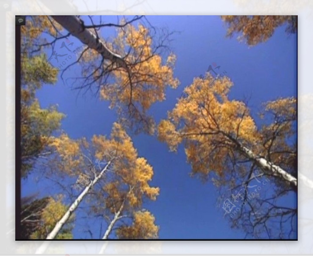树木背景视频素材素材下载