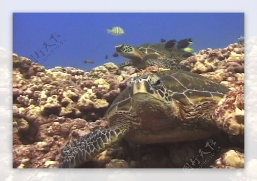 海底海洋生物视频素材模板下载