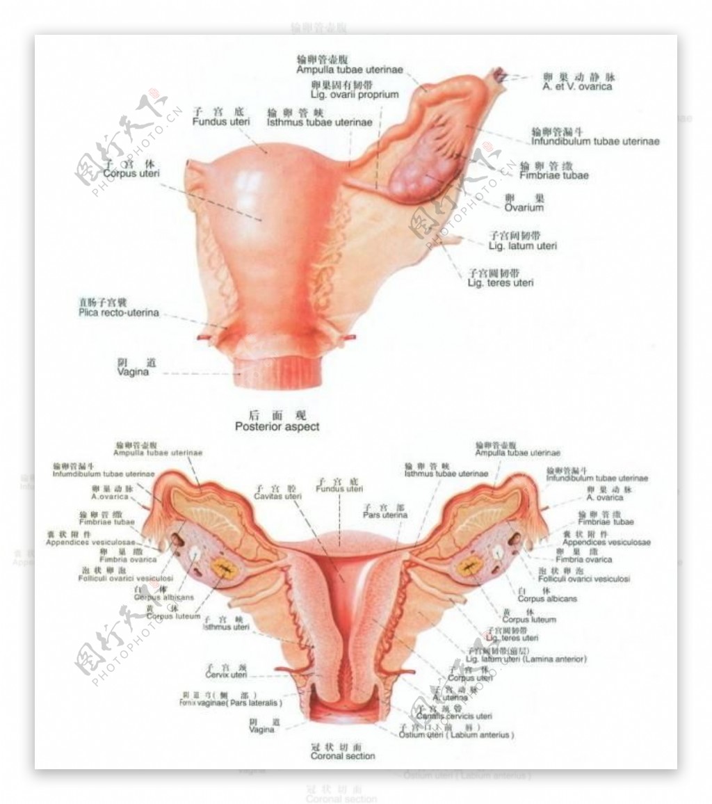 女性内生殖器解剖图图片