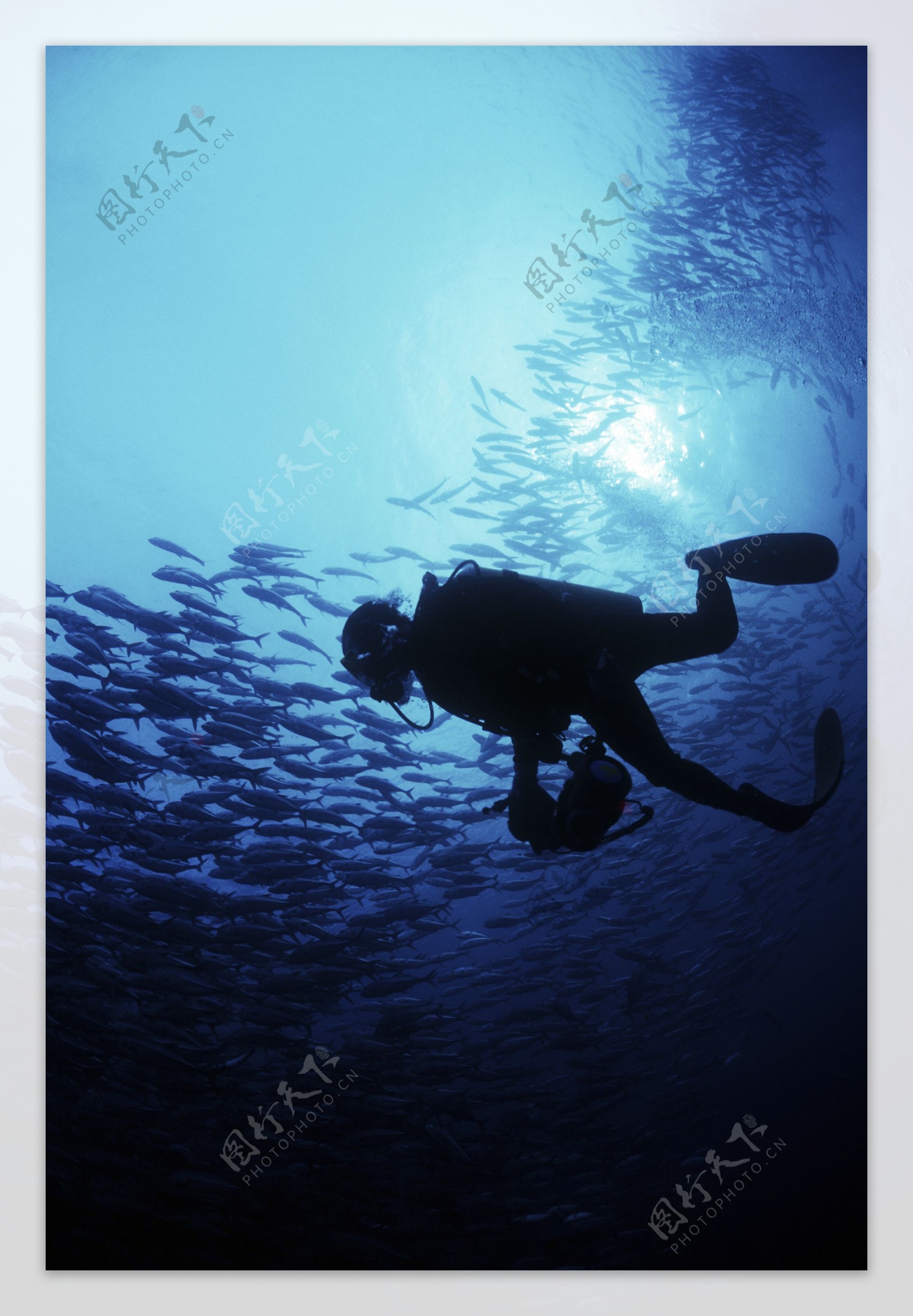 深海海底世界生物珊瑚鱼群潜水员探秘礁石安静海胆水母鱼海星