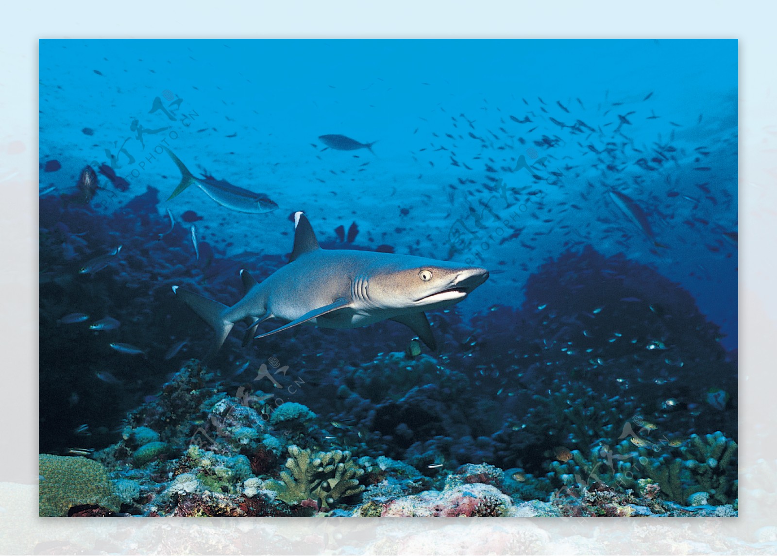 海底奇观鲨鱼图片
