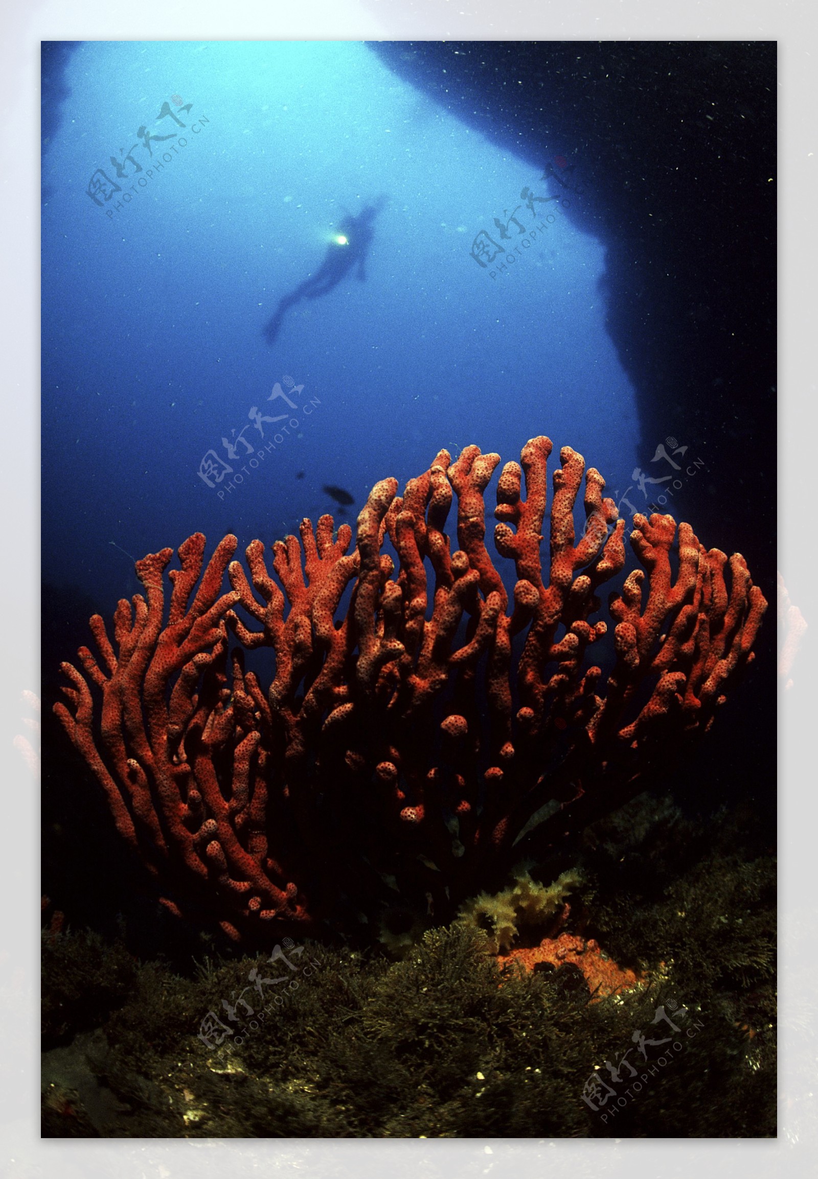 深海海底世界生物珊瑚鱼群潜水员探秘礁石安静海胆水母鱼海星