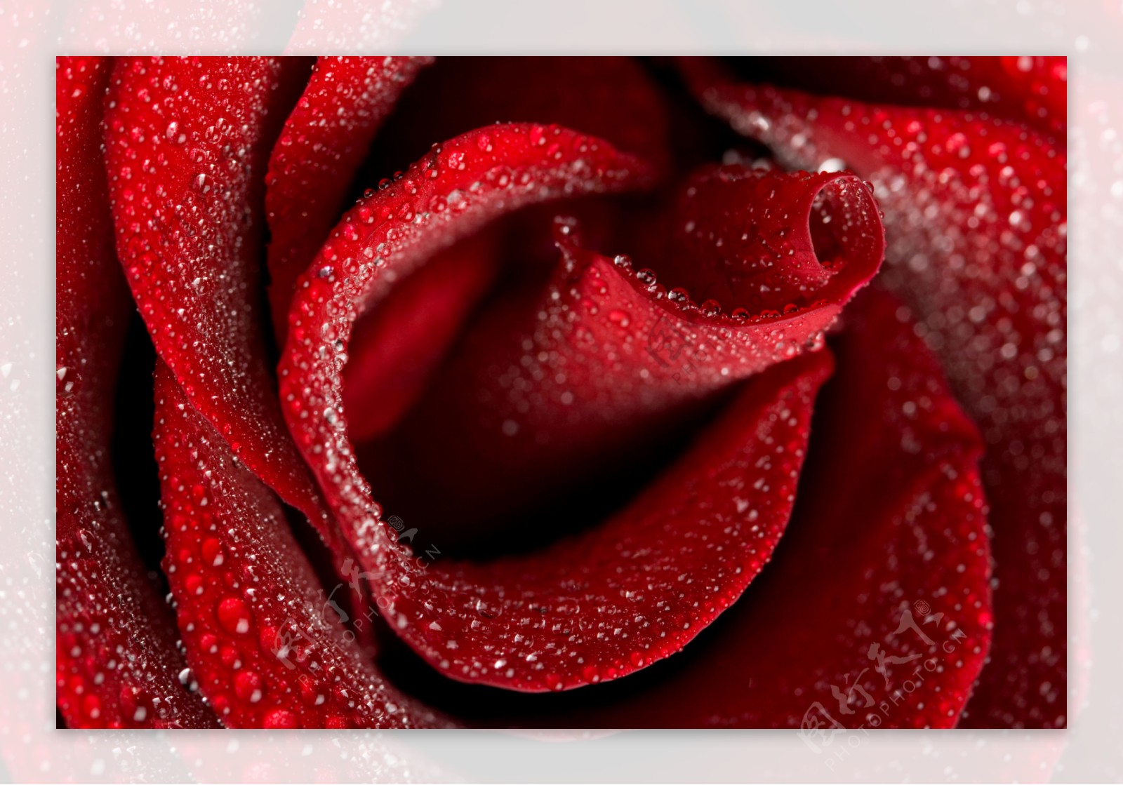 高清玫瑰花背景图片