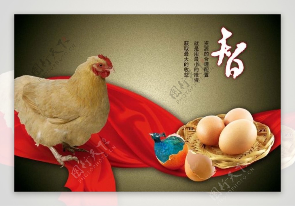 文化展板设计智鸡鸡蛋