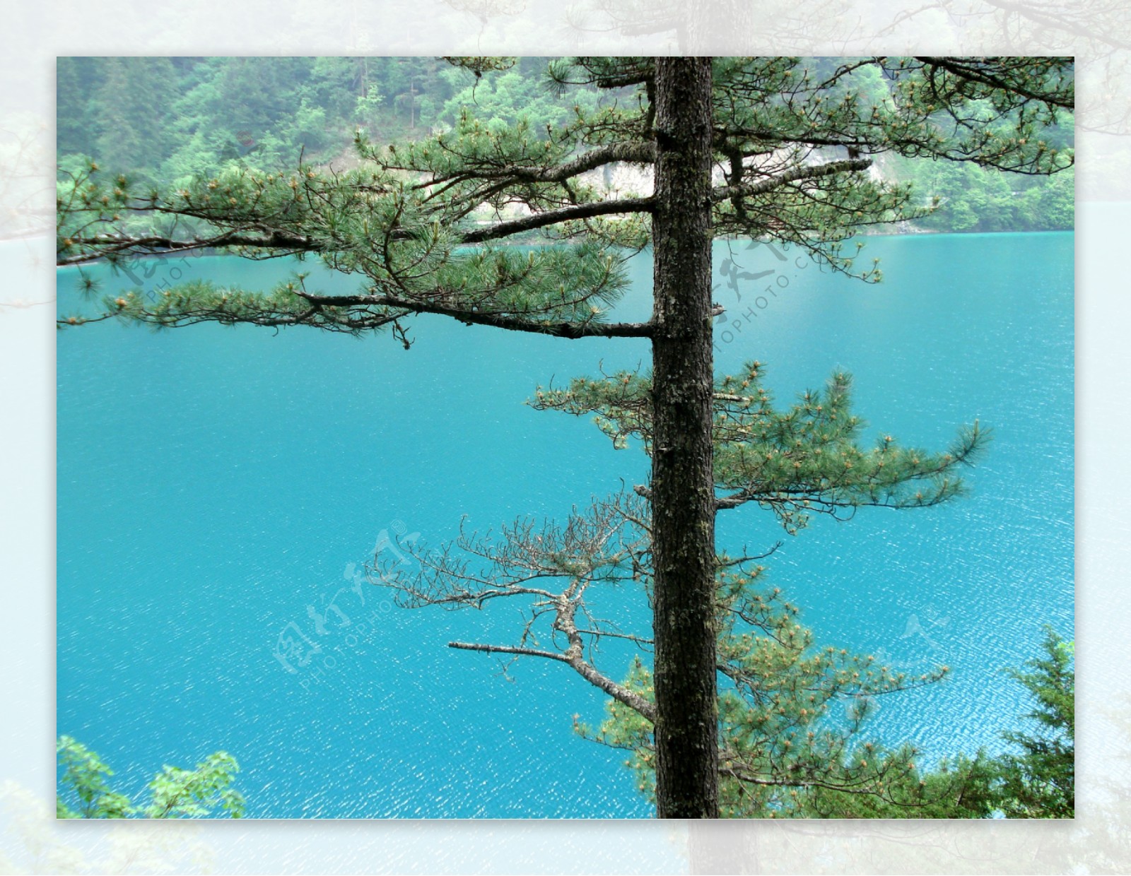 树绿色水植物风景