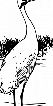 美洲鹤的轮廓矢量