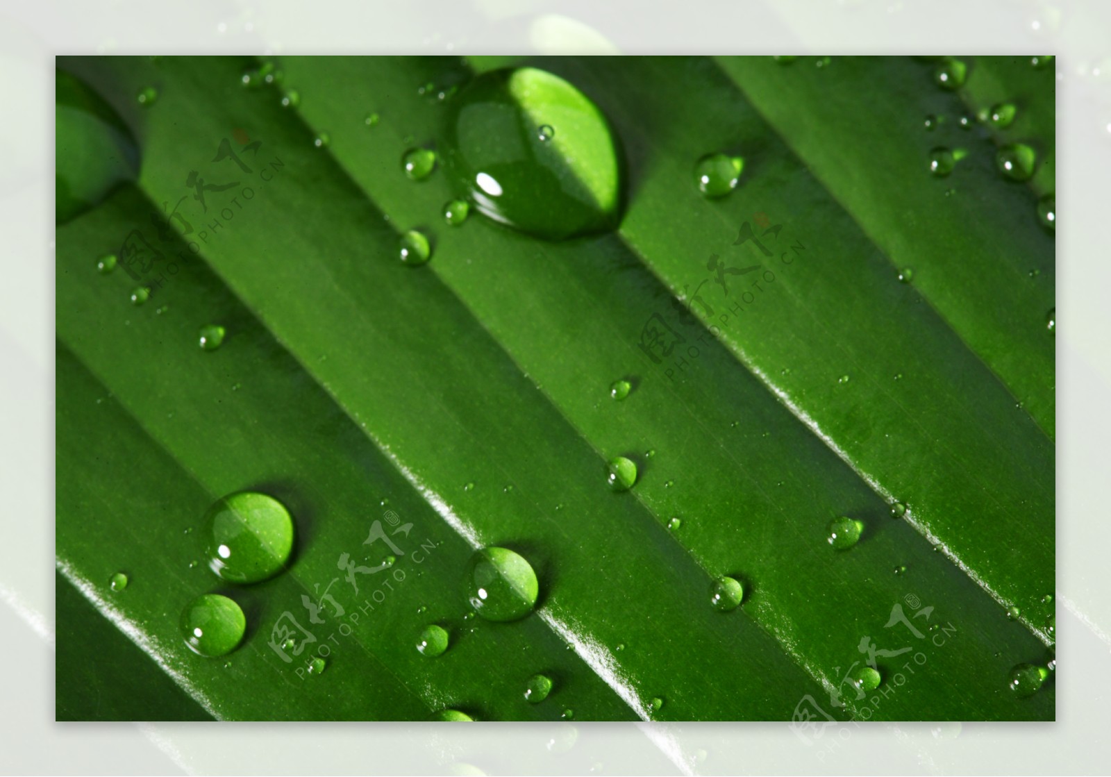 水珠与绿叶图片