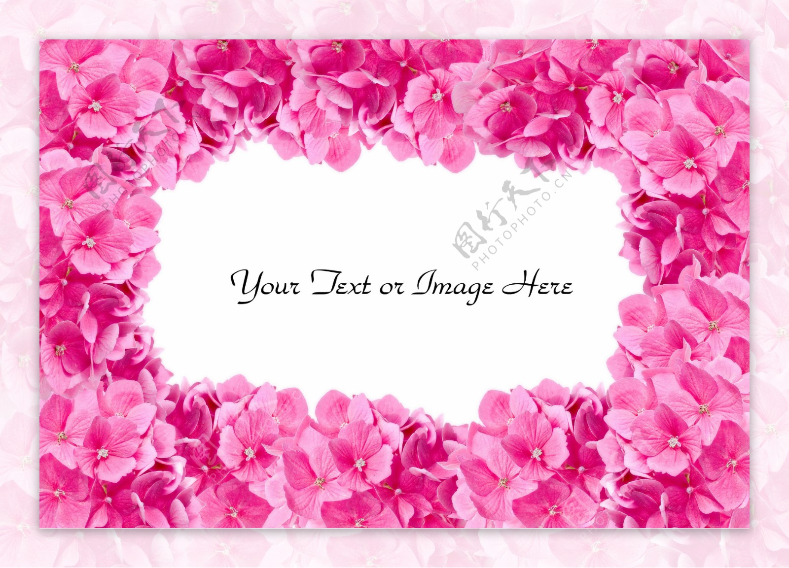 粉红色鲜花相框图片