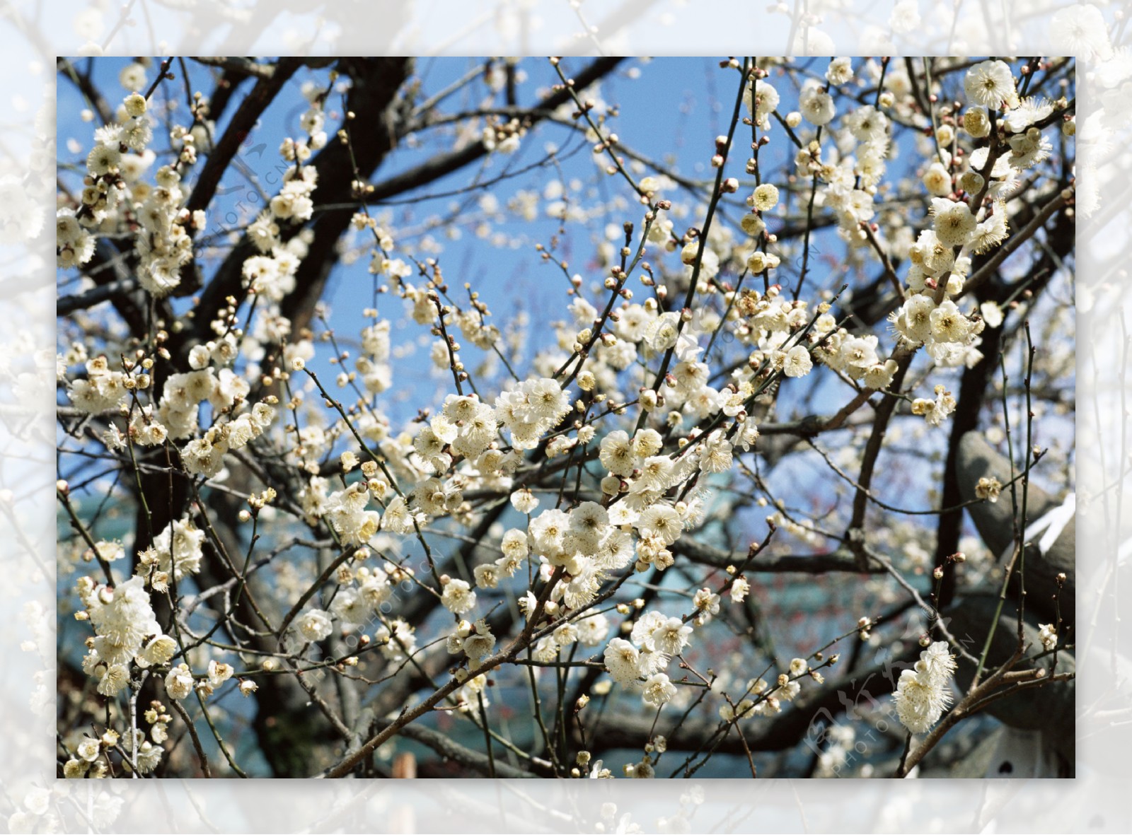 岛国节日风景樱花植物树枝