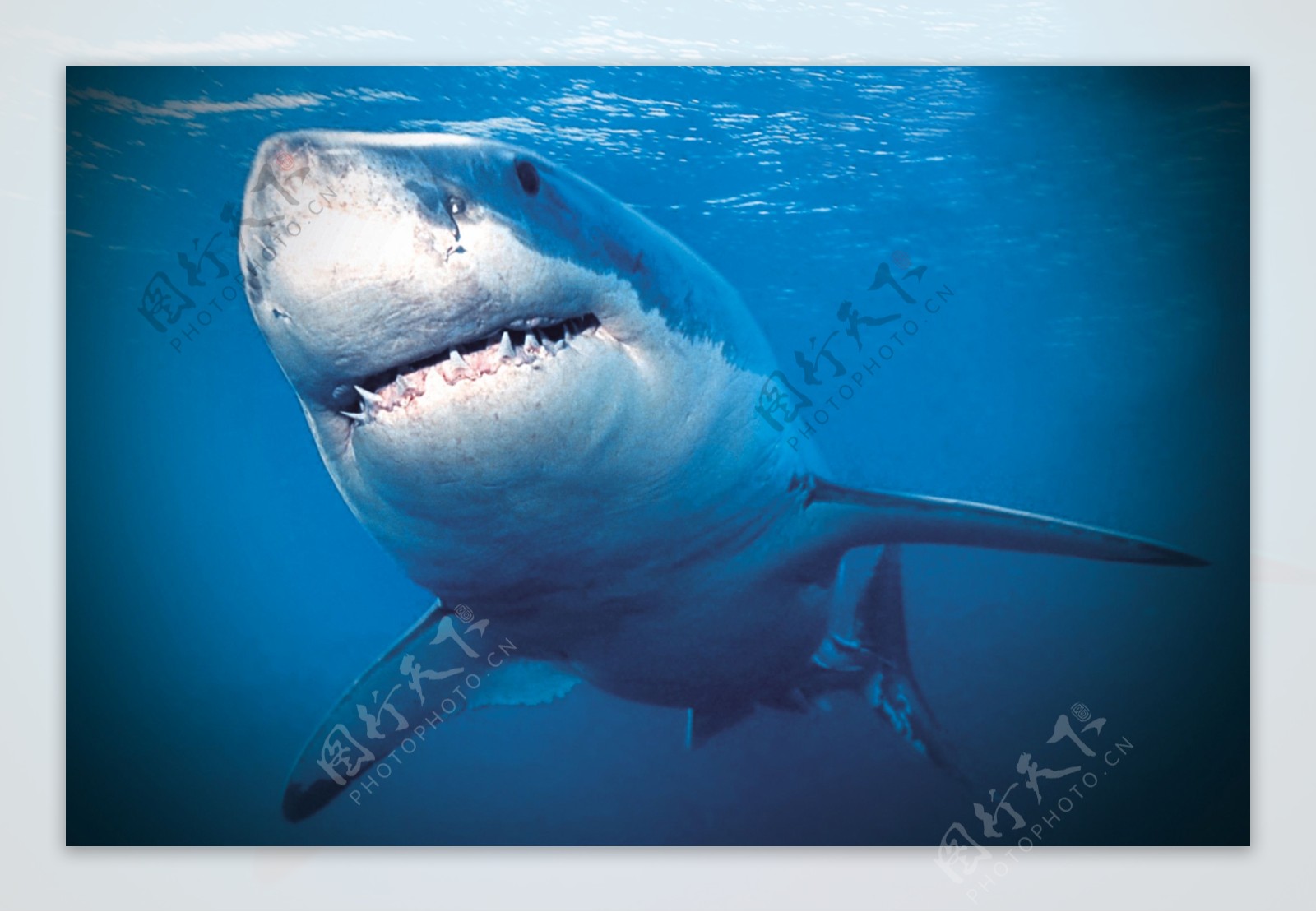 海洋鲨鱼图片