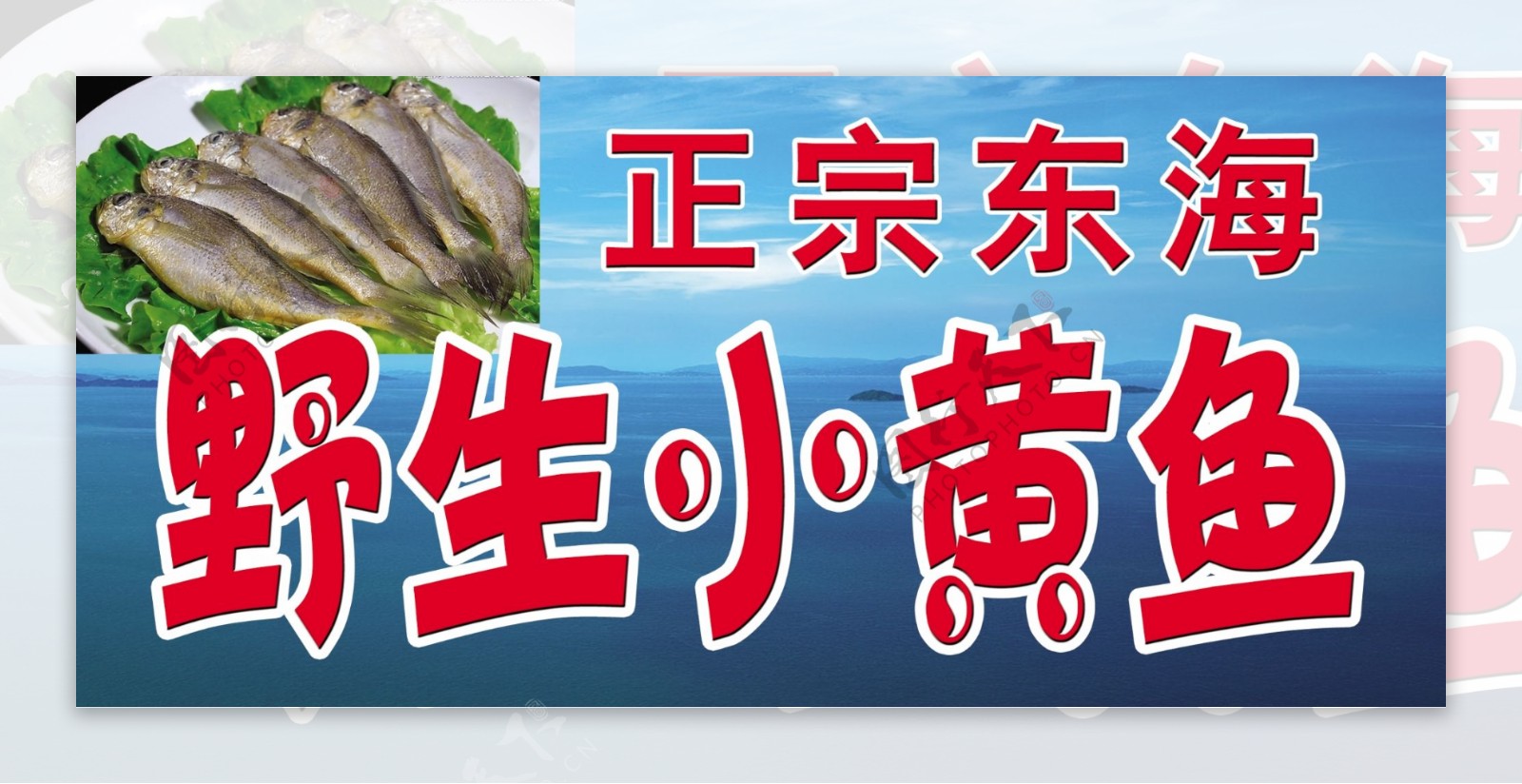 东海野生小黄鱼图片