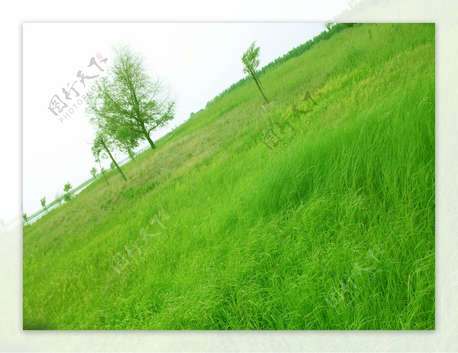 春天绿草地摄影图片-春天绿草地摄影作品-千库网
