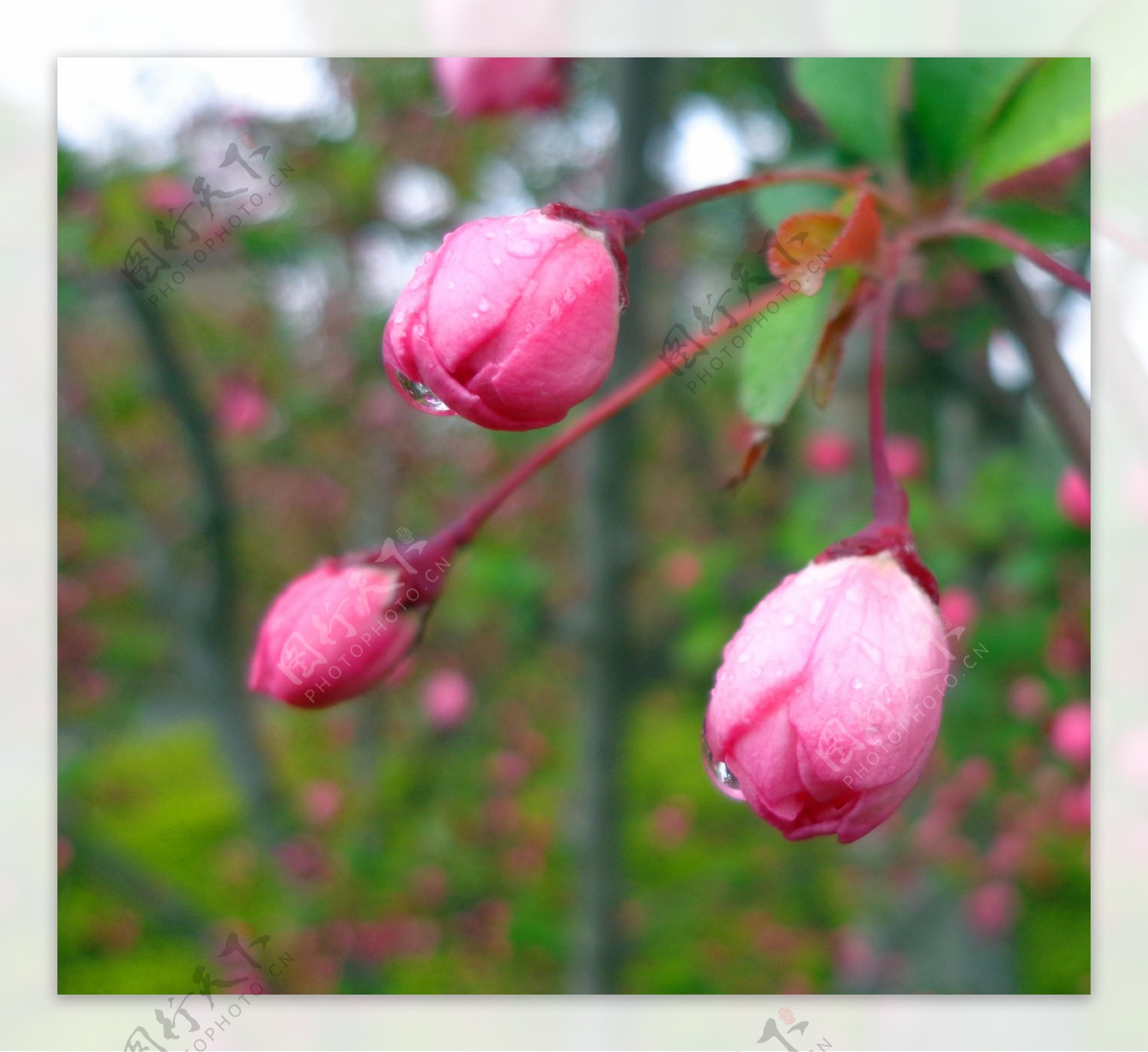 桃花花蕾图片