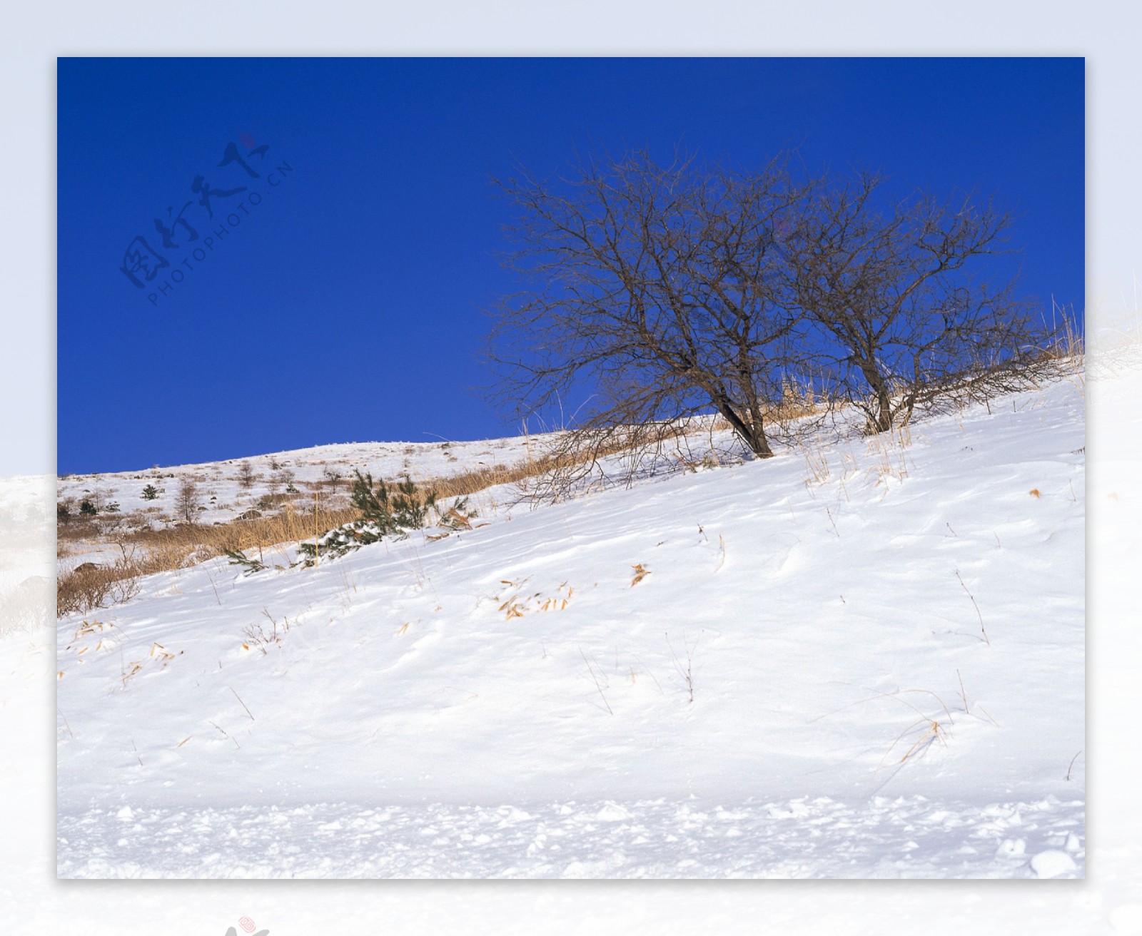 雪地景色