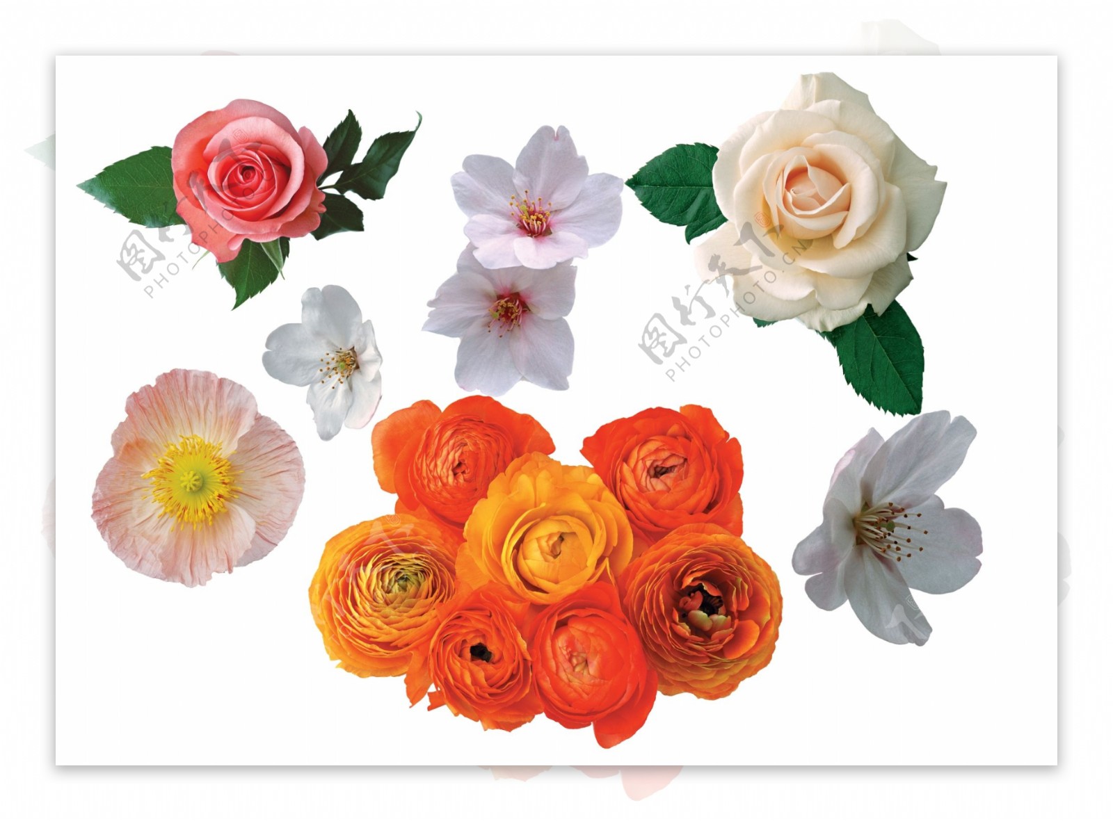 鲜花组合月季花玫瑰图片