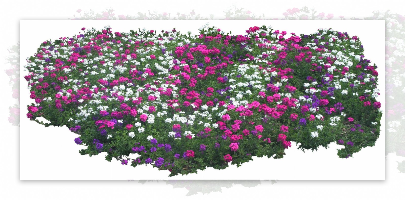 白紫花卉素材